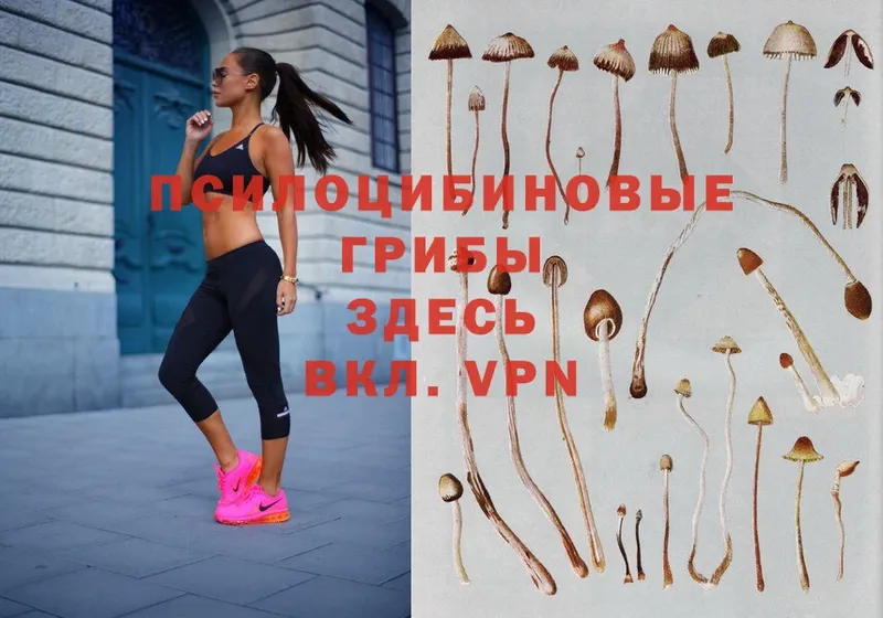 купить наркотики сайты  Ахтубинск  Псилоцибиновые грибы Psilocybe 